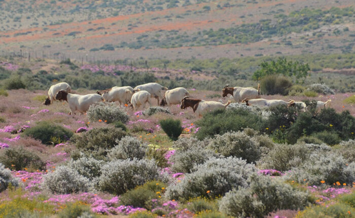 COVER-ARITCLES–northern-capeweb